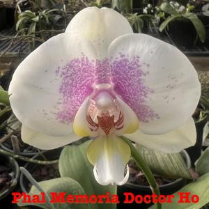 <i>Phalaenopsis</i> Mem. Doctor Ho