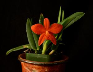 Cattleya Kathrin Röllke