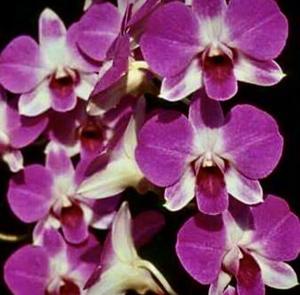 Dendrobium Lay Keng