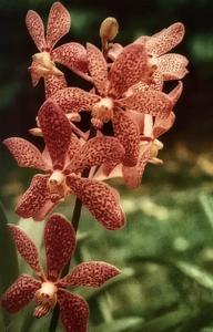 Aranda Margaret Thatcher