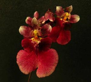 Tolumnia Popoki