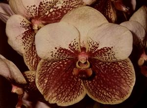 Vanda Motes Sahara
