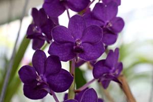 Vandachostylis Pine Rivers