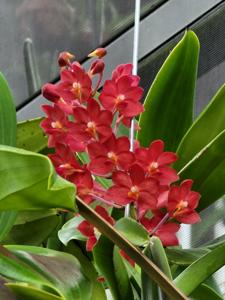 Vandachostylis Pine Rivers