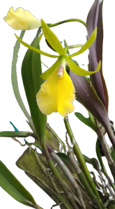 <i>Epithechavola</i> Varut Green Special