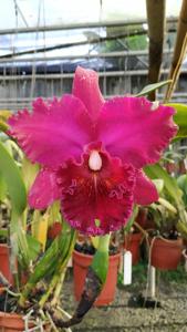 Rhyncholaeliocattleya Chia Lin