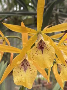 Guarvolclia Fairy Tales