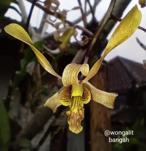 Dendrobium Jaydee Jim