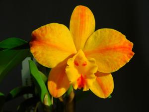 Cattleya Mango Spice