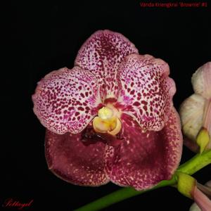 Vanda Kriengkrai