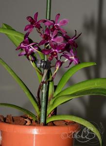 Vandachostylis Pinky