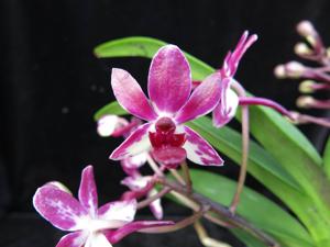 Vandachostylis Pinky