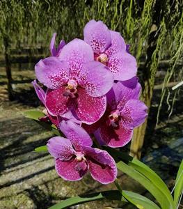 <i>Vanda</i> Joy Yahiro