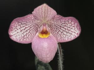 Paphiopedilum Magic Lantern