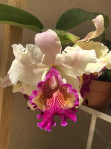 <i>Cattleya</i> Powhatan