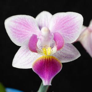 <i>Phalaenopsis</i> Little Fly