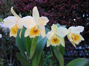 Rhyncholaeliocattleya Princess Kiko