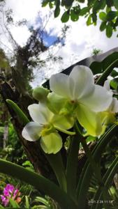 Papilionanda Udom Delight