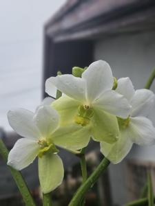 Papilionanda Udom Delight