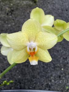 <i>Phalaenopsis</i> Yellow Fantasy
