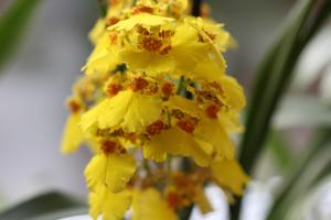 Oncidesa Sweet Sugar