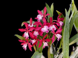 Epicattleya Tropical Jewel