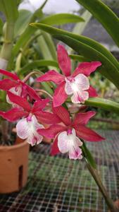 Epicattleya Tropical Jewel