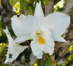 <i>Dendrobium</i> Judith Nakayama