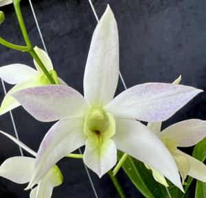 <i>Dendrobium</i> Kenny Green