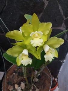 Rhyncholaeliocattleya Hawaiian Passion