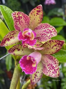 Rhyncholaeliocattleya Waianae Leopard