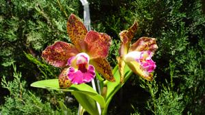 Rhyncholaeliocattleya Waianae Leopard