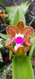 Rhyncholaeliocattleya Waianae Leopard