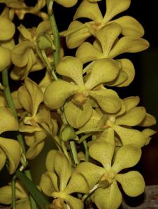 Aranda Luenberger Gold