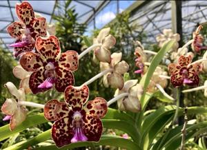 Papilionanda Motes Toledo Blue