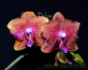 Phalaenopsis Bronze Buddha
