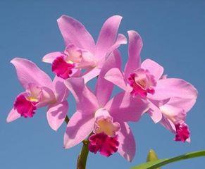 Cattlianthe Sakura Candy