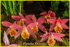 Pleione Orizaba
