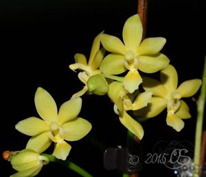 <i>Phalaenopsis</i> Stone Dance
