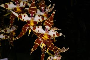 <i>Cyrtocidium</i> Ecuador