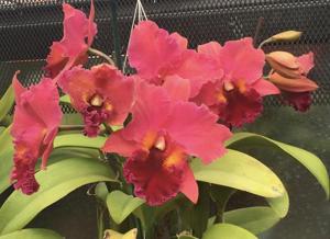 Rhyncholaeliocattleya Salmon Splendor