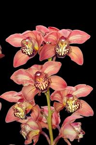 <i>Cymbidium</i> Madera