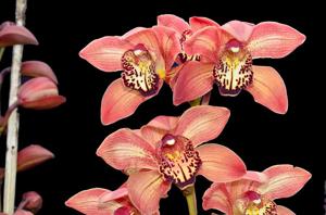 Cymbidium Madera