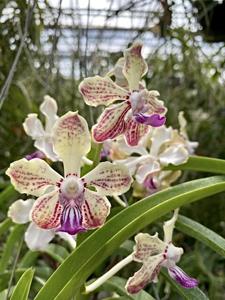 Vanda Pink Floyd