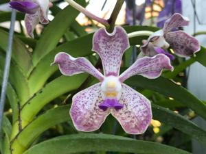 <i>Vanda</i> Pink Floyd