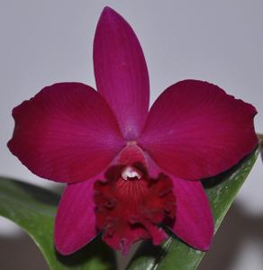 Cattleya Love Castle