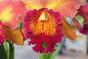 Rhyncholaeliocattleya Susan Fender