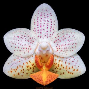 Phalaenopsis Mini Mark