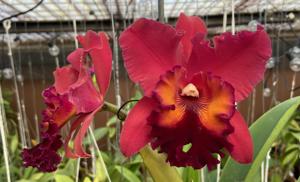 Rhyncholaeliocattleya Carolina Splendor