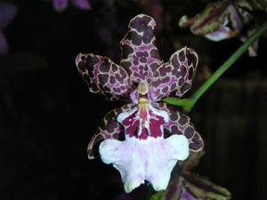 Miltonidium Super Spot